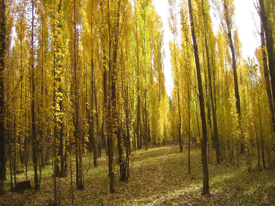 Terrazas en el Bosque